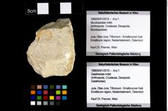 Foto (Objekt + Etikett) von Mundopsidae indet.  (NHMW-GEO-1990-0041-2519)